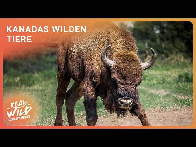 Doku: Die Weiten Kanadas | Naturwunder und Tierreich | Real Wild Deutschland