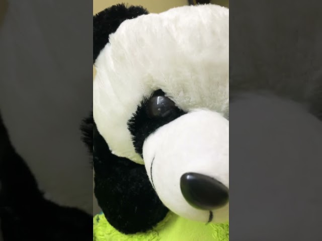 Panda 🐼 | Panda Soft Toy #shorts #viral #toy #play #youtubeshorts #youtubeindia