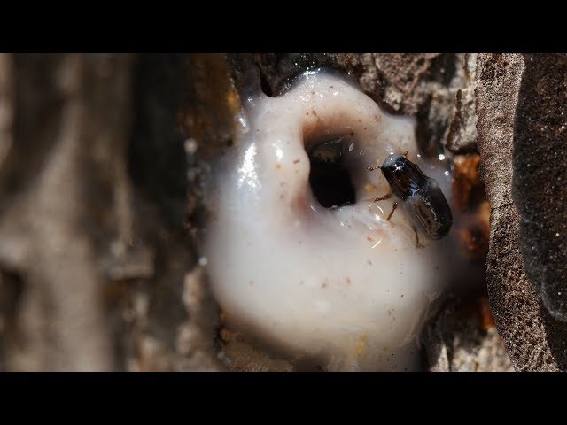 It’s a Goopy Mess When Pines and Beetles Duke it Out  |  Deep Look