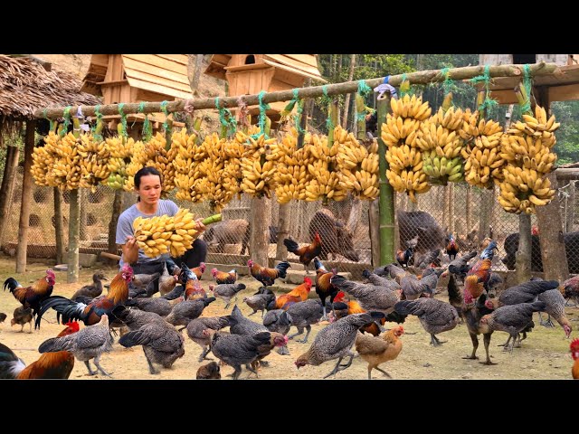 Bring bananas goes to market sell, Selling wild chickens , Vàng Hoa