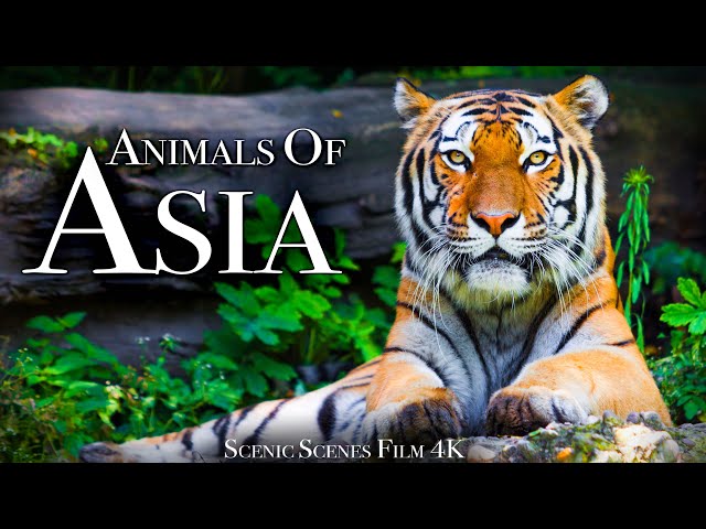 Animals of Asia 4K - Amazing Scenes of Asia Wildlife | Scenic Relaxation Film