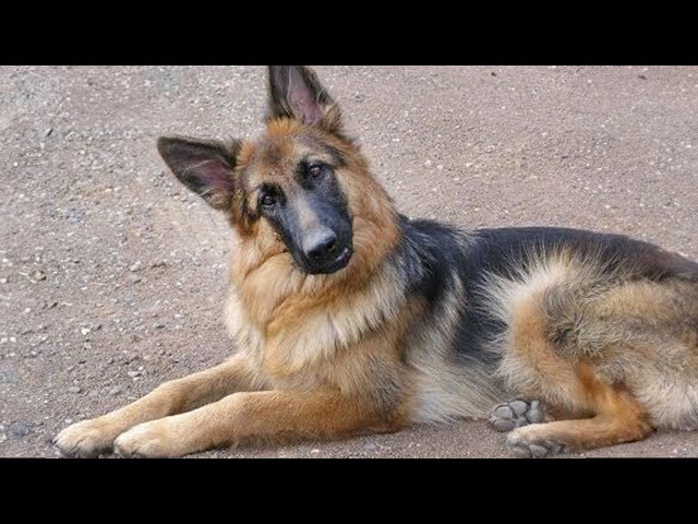 When your dog chooses to look goofy 🤣 Funny Dog Video
