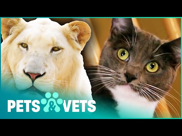 From Apex Predator To Clumsy Kitten | Lion In Your Living Room (Full Documentary) | Pets & Vets