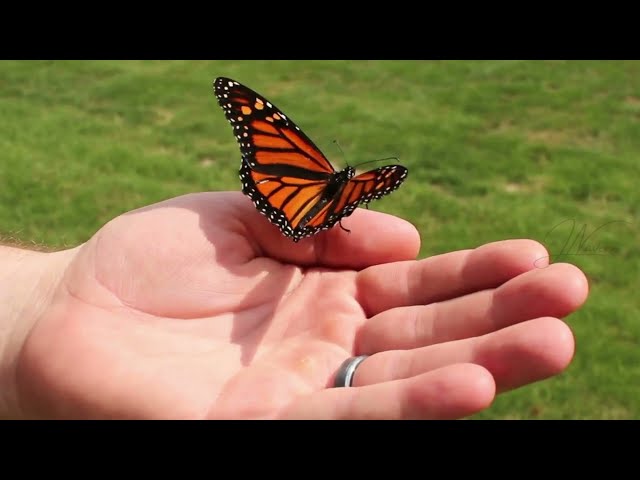 The Butterfly's Struggle: Lessons from Nature | Short Inspirational Story