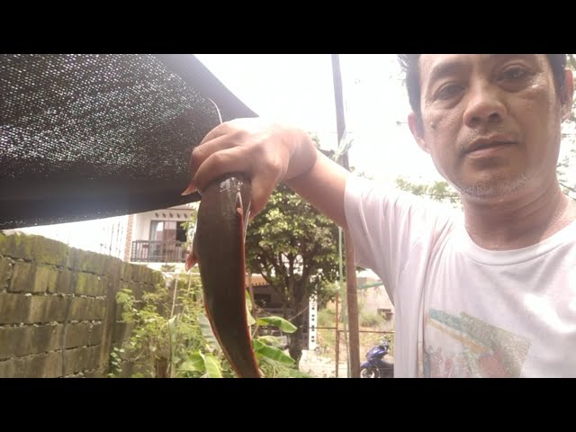 First Harvest, 3 pieces 1 kilo | African Hito