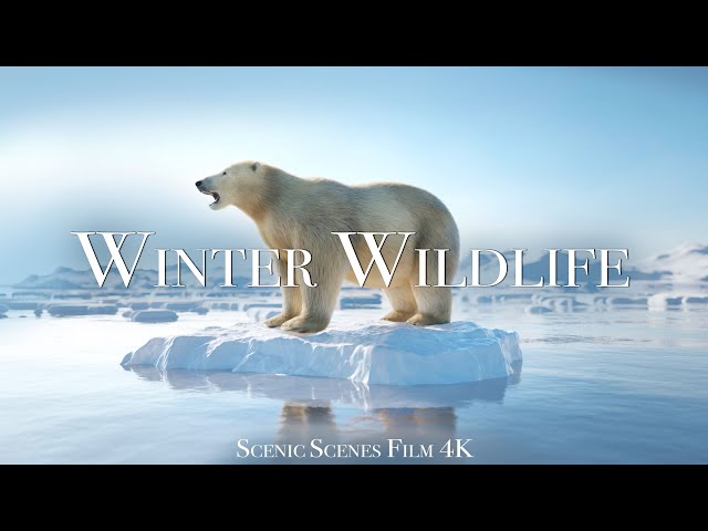 Winter Wildlife In 4K - Beautiful Scenes Of Winter Warrior Animals | Scenic Relaxation Film