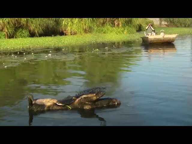 Up Close With Australia's Saltwater Crocodiles