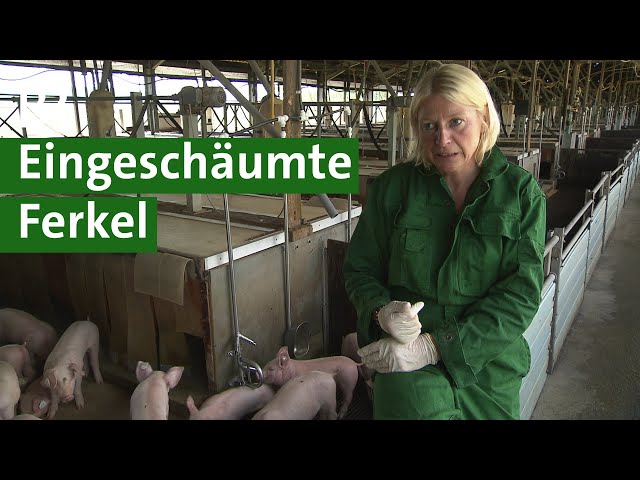 Antibiotika im Schweinestall vermeiden: Ferkel waschen, um Krankheiten zu vermeiden| Unser Land | BR