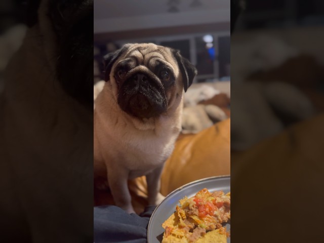 Just a little Puggy with Hungry Eyes #pug