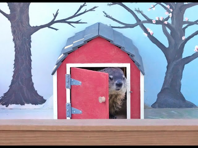 Gordy the Groundhog sees his shadow at the Milwaukee County Zoo for Groundhog Day 2023
