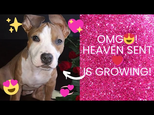 Heaven is growing so fast 🐕! Check out the growth ✨️ 🙌! #dogmom #puppyvideos #dmv #puppies #pitbull