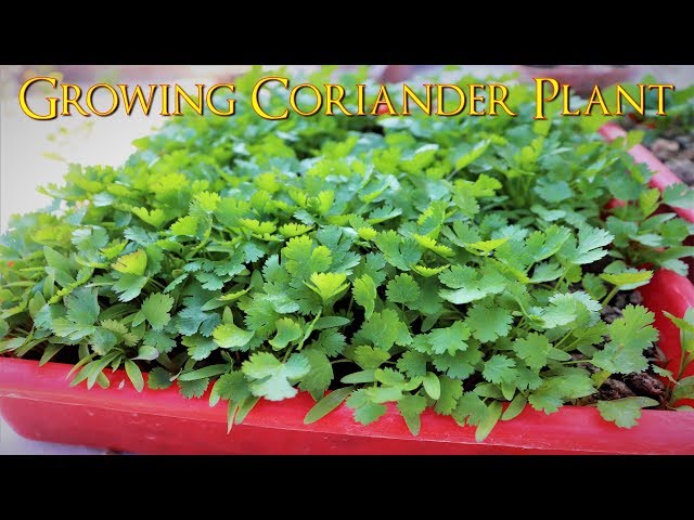 How To Grow Coriander Plant Very Easily At Your Home