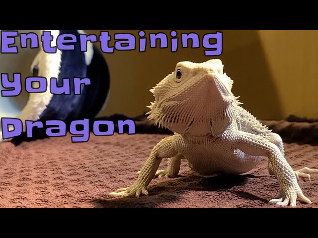 Ways to Entertain your Dragon