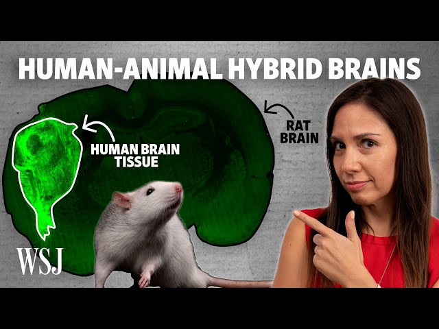 The Promise and Peril of Human-Animal Brain Chimeras