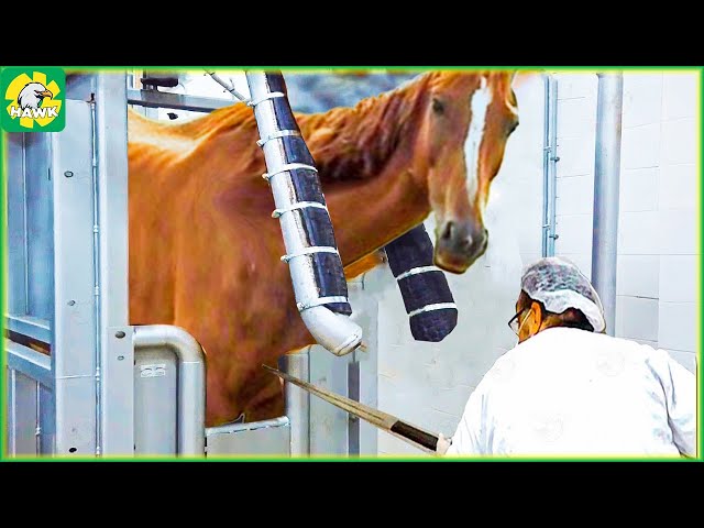 🐎 How Farmers Raise and Process Horse Meat | Processing Factory