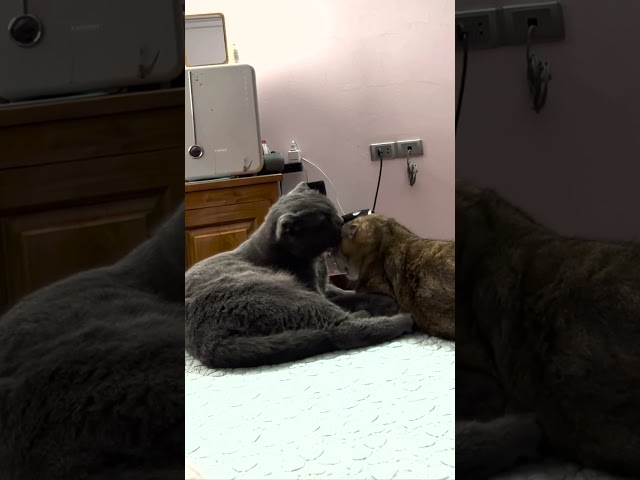 Grooming time #catvideos #funnycats #cutecat