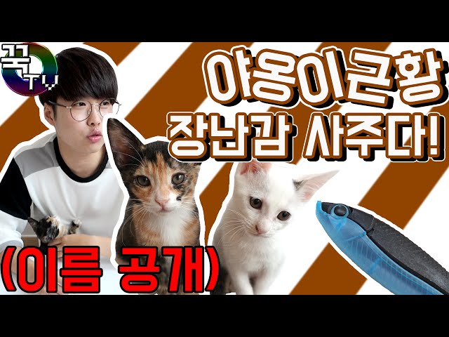 꾹TV 고양이친구 이름공개, 근황 장난감사주다!! (귀여워죽음ㅠ)