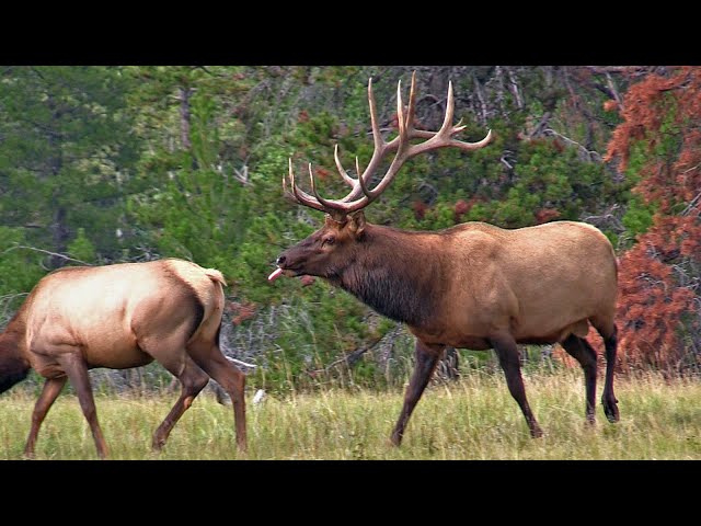 Very Active Elk Bull with His Harem During the Elk Rut