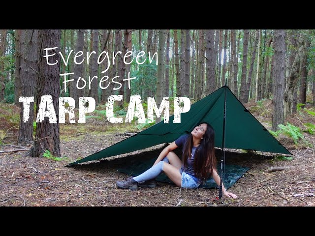 Stealthy Solo Tarp Camp in Evergreen Forest 🌲 Wild Camping UK