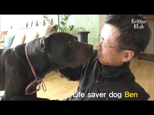 Dog Saved His Owner From Being Attacked By A Boar | Kritter Klub