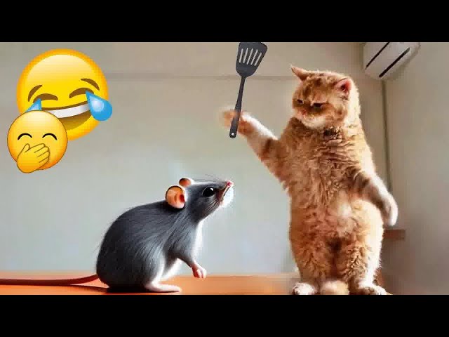 Try Not To Laugh Challenge🤣Funny and Cute CAT Videos Compilation 2024🤣🦮Part 13