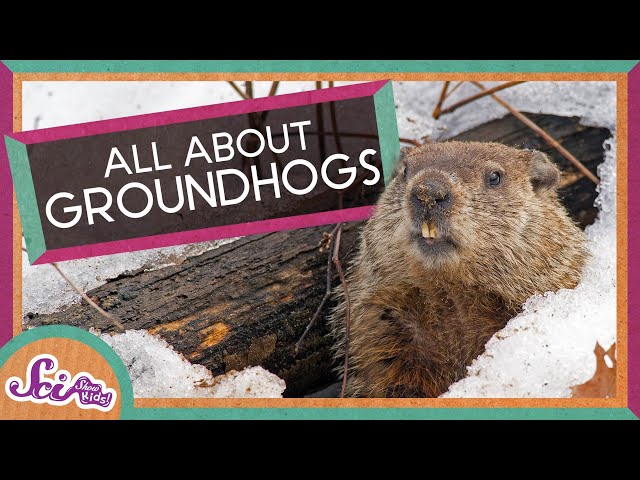 Fun Facts About Groundhogs! | Groundhog Day | SciShow Kids