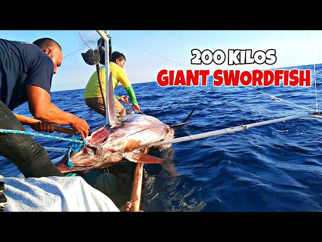 WORLD RECORD! GIANT SWORDFISH CAUGHT IN TRADITIONAL HANDLINE FISHING IN THE PHILIPPINES