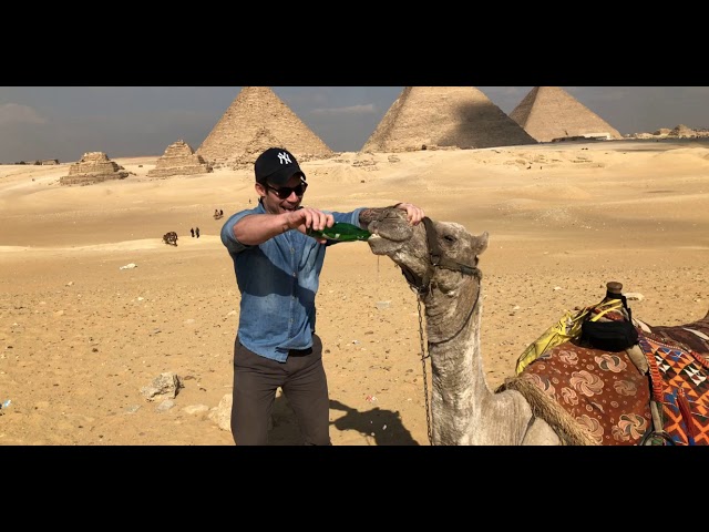Camel Feeding Egypt Pyramids