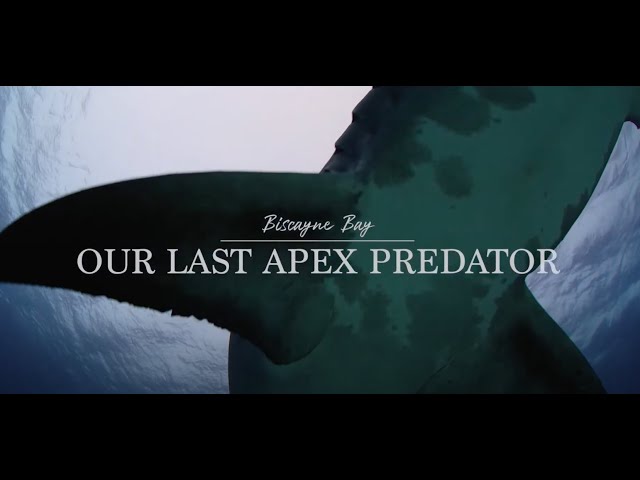 The Bay - Our Last Apex Preditor