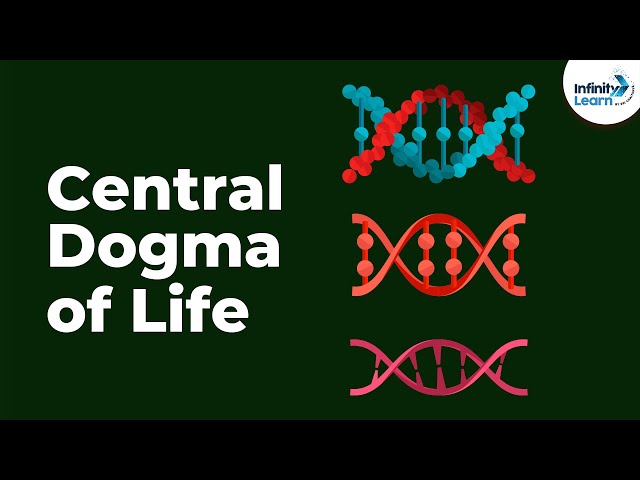 Genetics - Central Dogma of Life - Lesson 17 | Don't Memorise