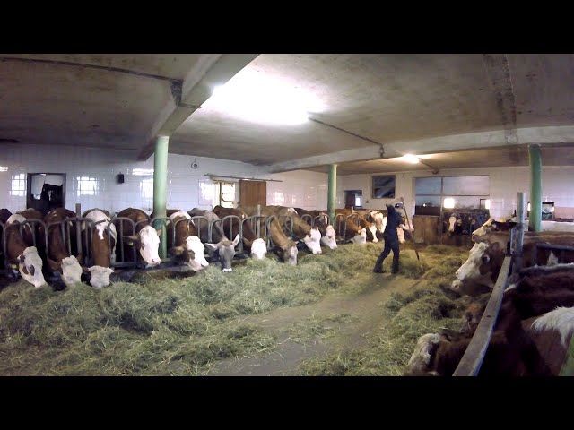 Feeding the Cows | Barn Work on a Small Dairy Farm