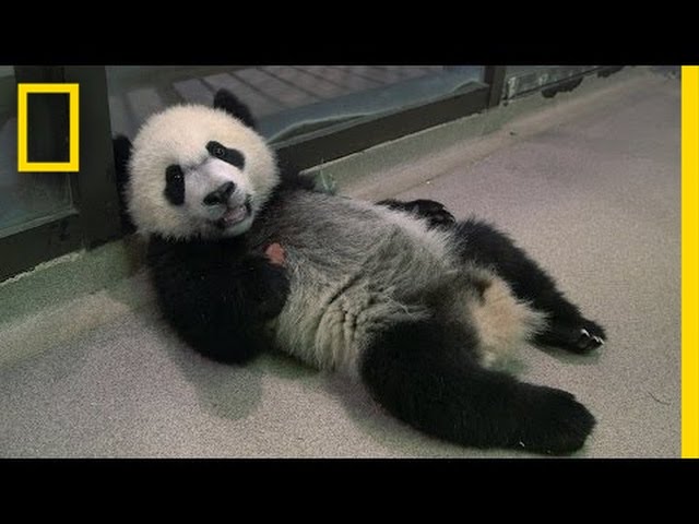 Panda School: (EXCLUSIVE) How the National Zoo Trains Its Panda Cub | National Geographic