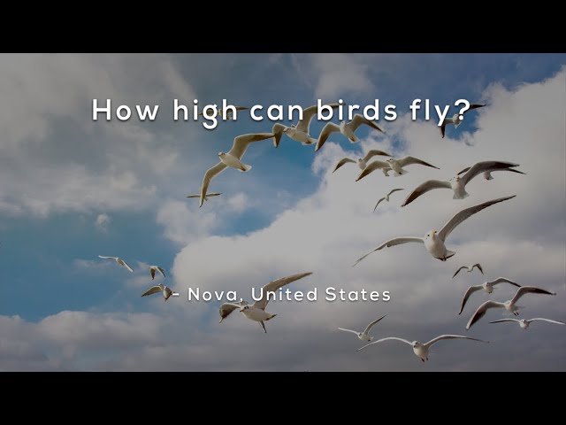 How high can birds fly?