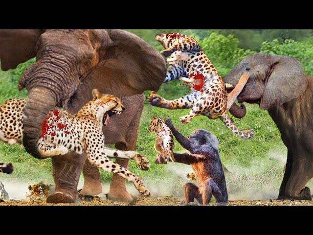 Leopard Vs Elephant, Monkey _Hero Elephant Save Monkey In Despair Between  Hungry Leopards