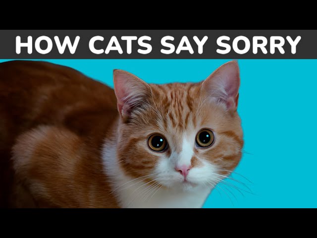 HOW DO CATS APOLOGIZE TO HUMANS? 🔥