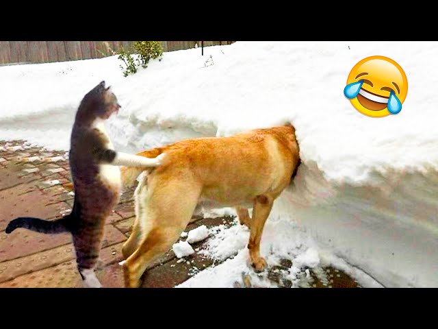 Funniest Dogs And Cats Videos 😅 - Best Funny Animal Videos 2022😇 #13