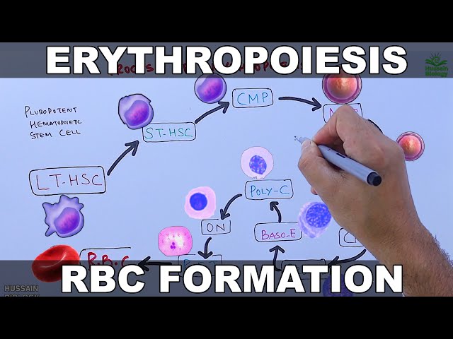 Erythropoiesis | RBCs Formation Process