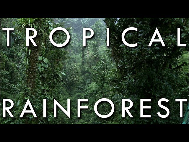 The Tropical Rainforest Climate - Secrets of World Climate #1