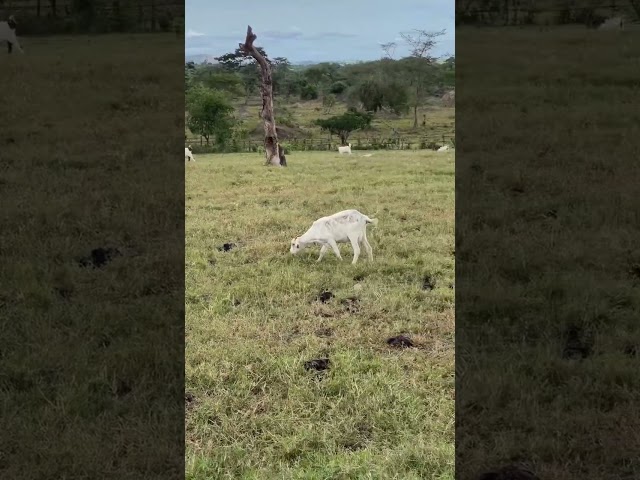 Goats Grazing 😍❤️🥰