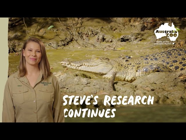 Crocodile research, keeping Steve’s legacy alive | Wildlife Warriors Missions