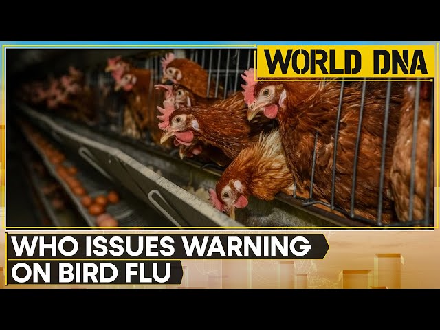 Bird Flu: WHO warns against using unpastuerised dairy products, virus detected in 34 cattle herds