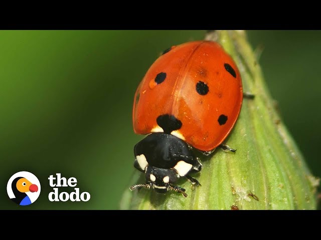The Stunning Life Cycle Of A Ladybug | The Dodo