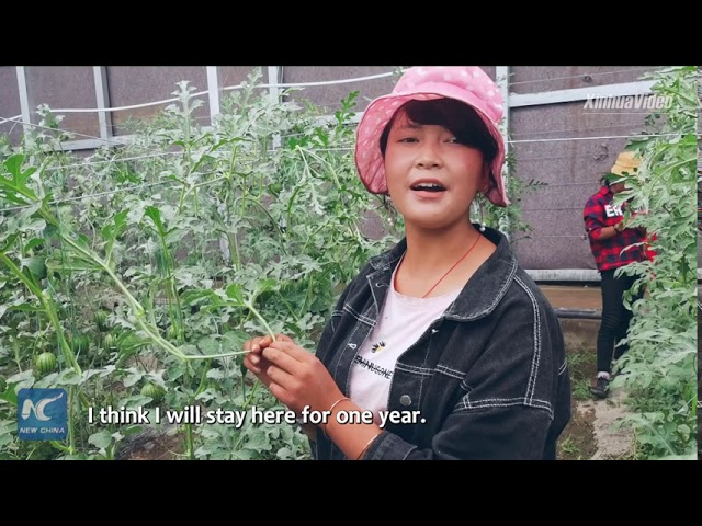 Yak Video | Modern farming benefits farmers in Tibet's Bailang