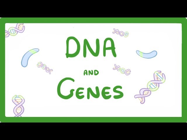 GCSE Biology - DNA Part 1 - Genes and the Genome  #63