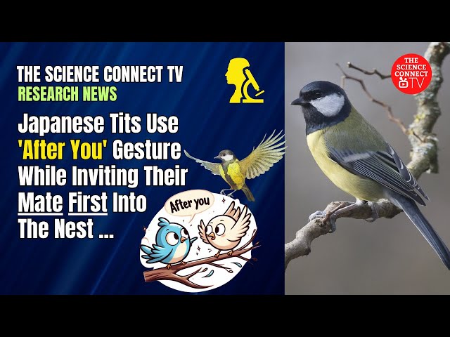 Avian Etiquette -Japanese Tits Use 'After You' Gesture While Inviting Their Mate First Into The Nest