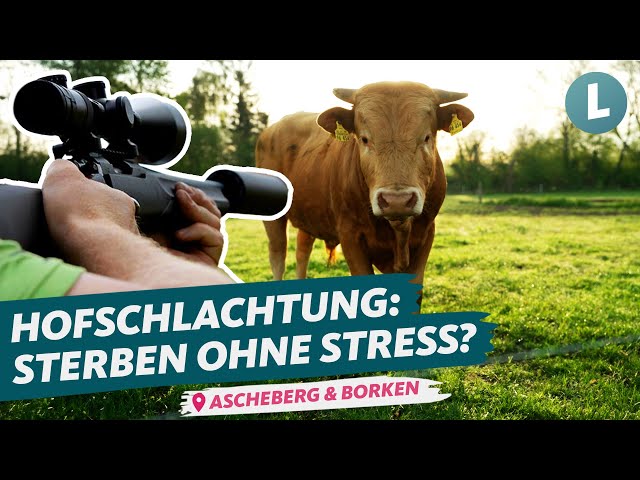 Ohne Tiertransporte: Weidenschuss und Hofschlachtung im Vergleich | WDR Lokalzeit Land.Schafft.