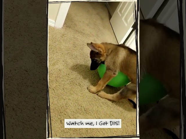German Shepherd Puppy Can Do Anything