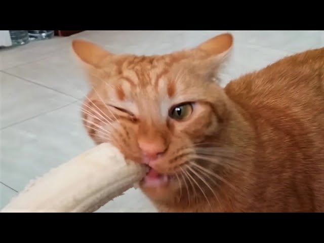 Funny cat videos 2023😆 Funny animal videos - Funny animals 297