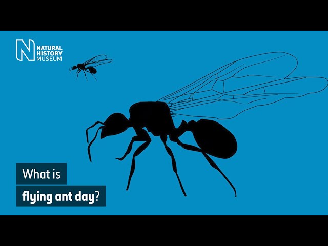 What is flying ant day? | Natural History Museum