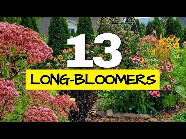 These are the Longest Blooming Perennials in my Garden (I Tracked Them All Year)